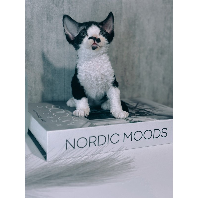 Devon Rex NOV Max
