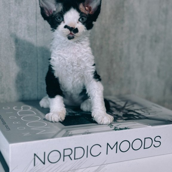 Devon Rex NOV Max