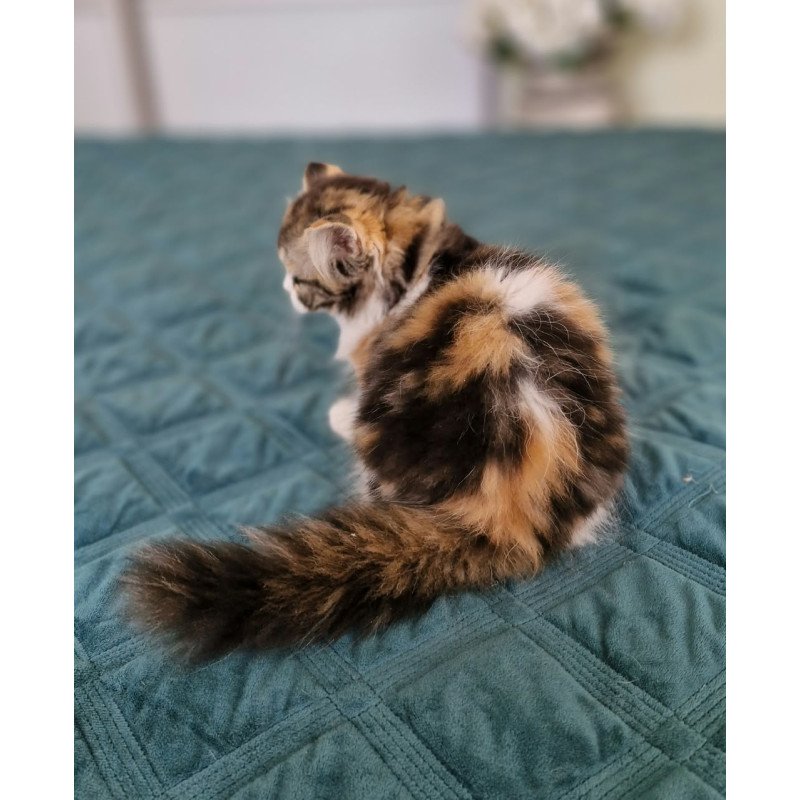 Scottish NOV Оgirl
