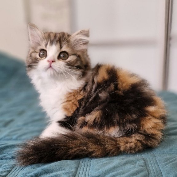 Scottish NOV Оgirl