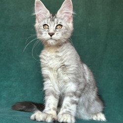 Maine Coon NOV Jalila...
