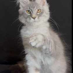 Maine Coon NOV Olaf