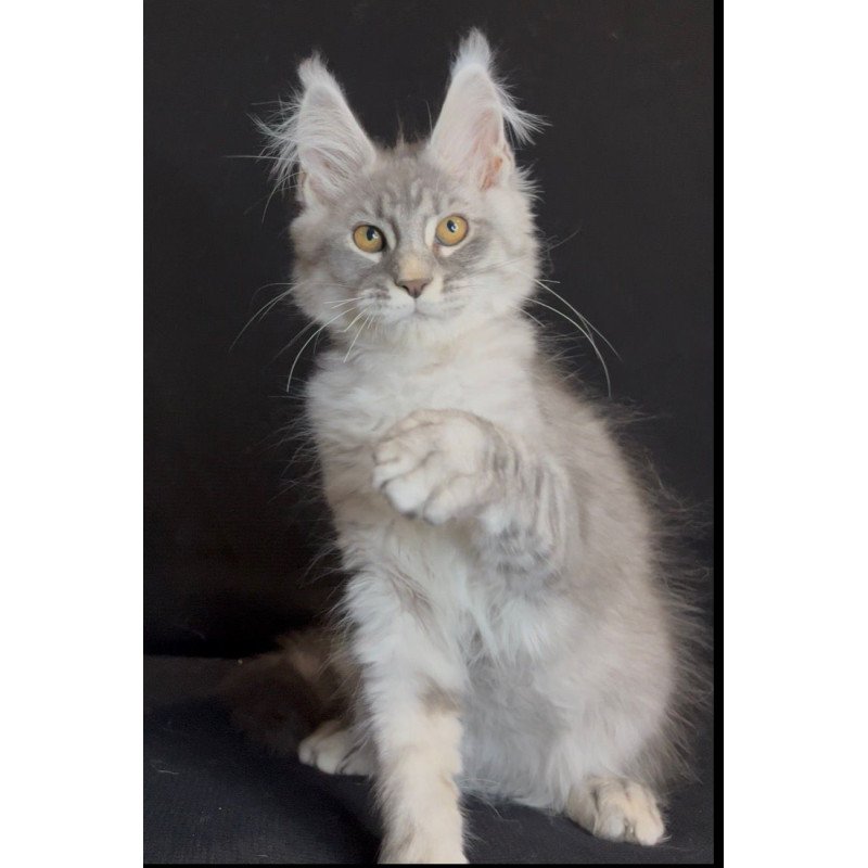 Maine Coon NOV Olaf