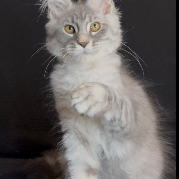 Maine Coon NOV Olaf