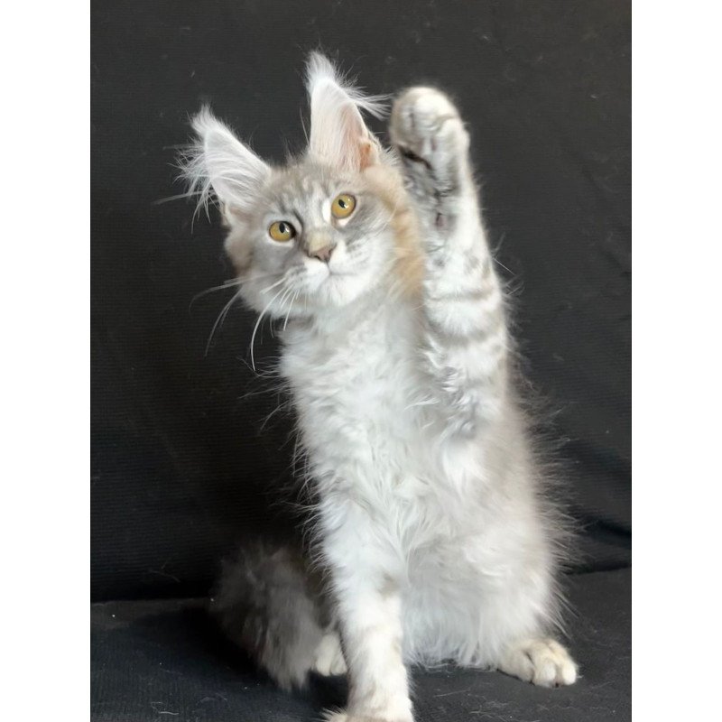 Maine Coon NOV Olaf