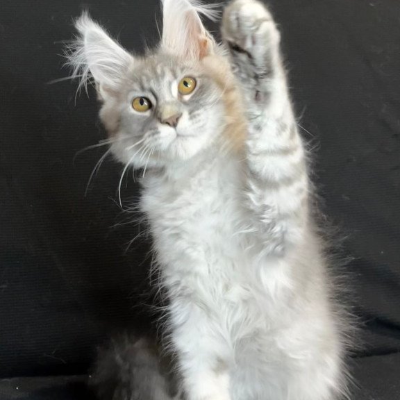 Maine Coon NOV Olaf