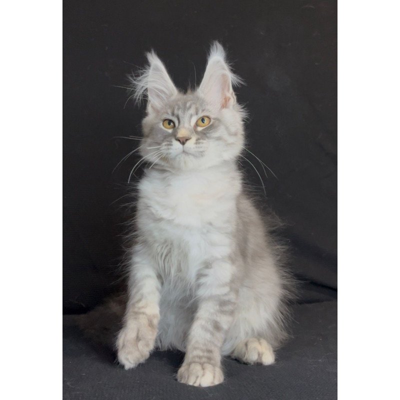Maine Coon NOV Olaf