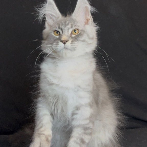 Maine Coon NOV Olaf