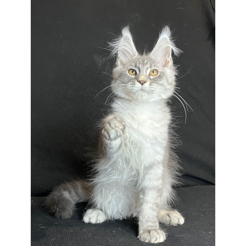 Maine Coon NOV Olaf
