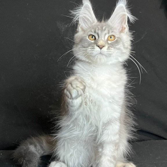Maine Coon NOV Olaf