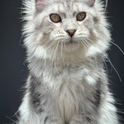 Maine Coon NOV Alice