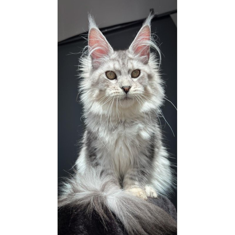 Maine Coon NOV Alice