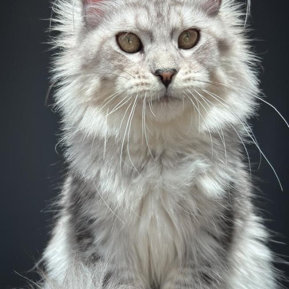 Maine Coon NOV Alice