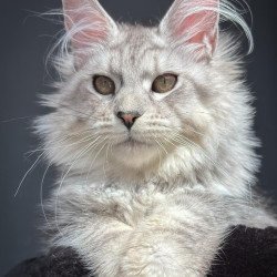 Maine Coon NOV Alice