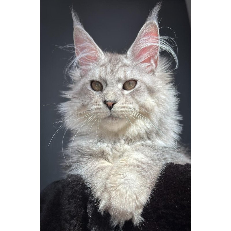 Maine Coon NOV Alice