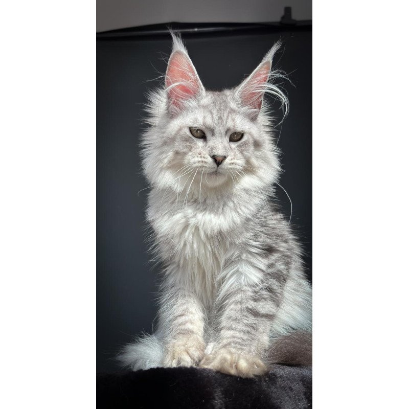 Maine Coon NOV Alice