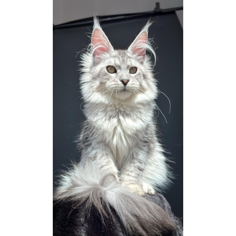 Maine Coon NOV Alice