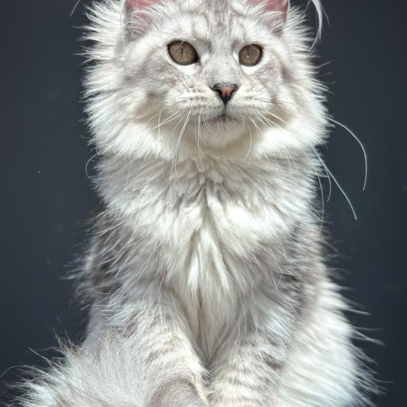 Maine Coon NOV Alice