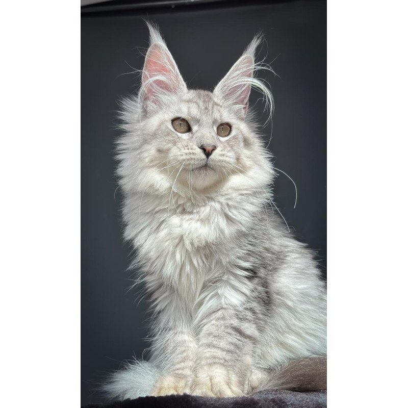 Maine Coon NOV Alice