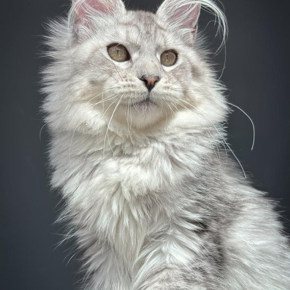 Maine Coon NOV Alice