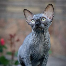 Sphynx A Winston Kitten is...