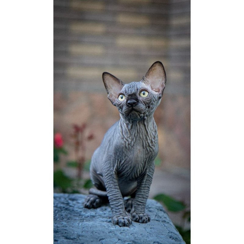 Sphynx A Winston Kitten is in NY Breeding rights available
