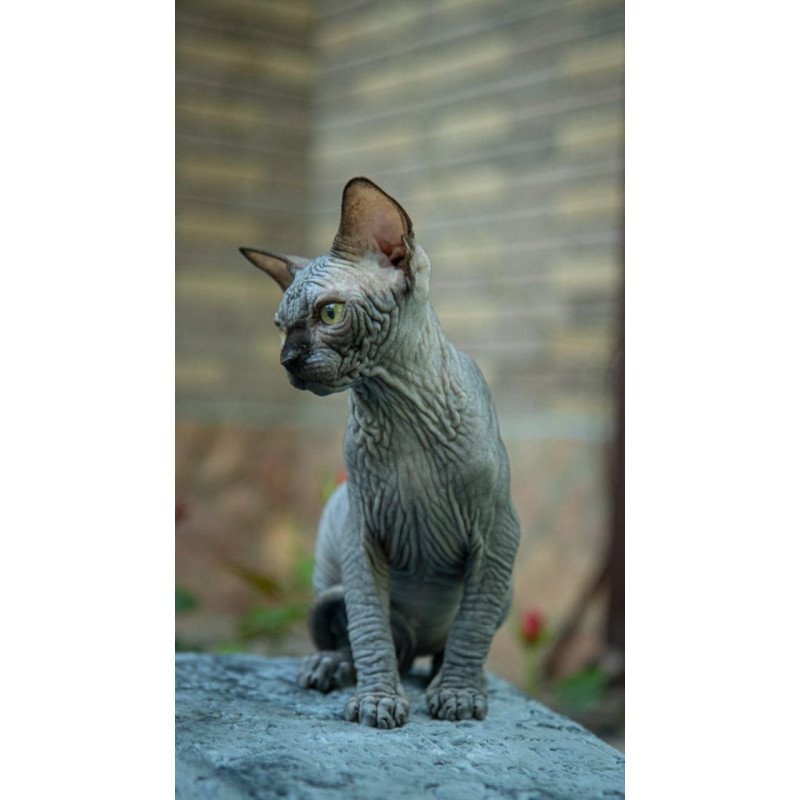 Sphynx A Winston Kitten is in NY Breeding rights available