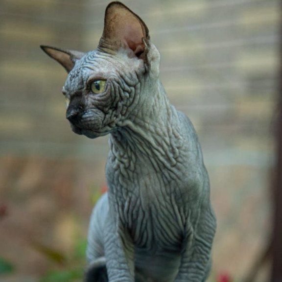 Sphynx A Winston Kitten is in NY Breeding rights available