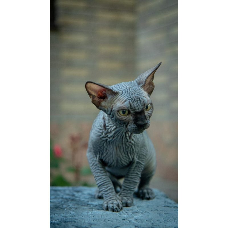 Sphynx A Winston Kitten is in NY Breeding rights available