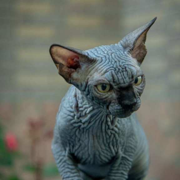 Sphynx A Winston Kitten is in NY Breeding rights available