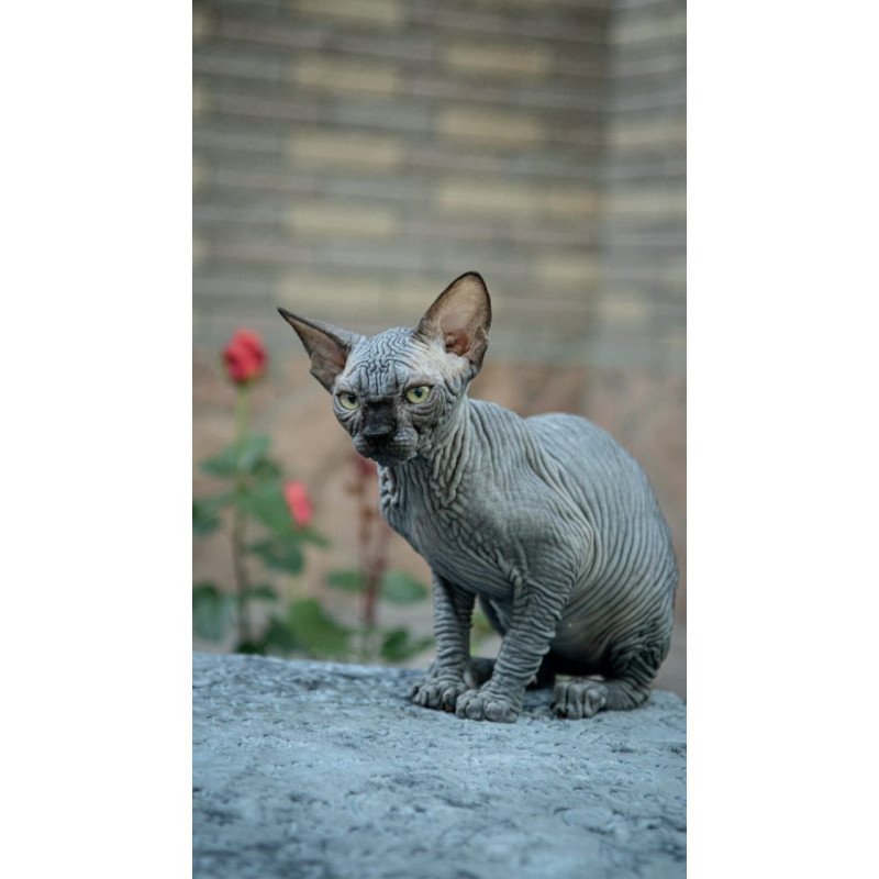 Sphynx A Winston Kitten is in NY Breeding rights available