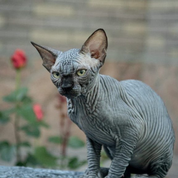 Sphynx A Winston Kitten is in NY Breeding rights available