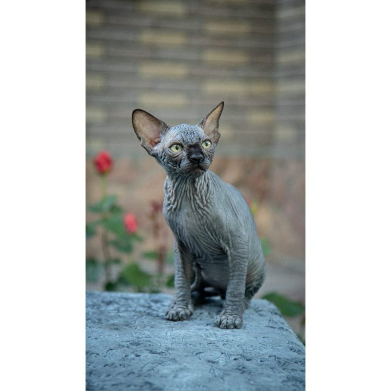 Sphynx A Winston Kitten is in NY Breeding rights available