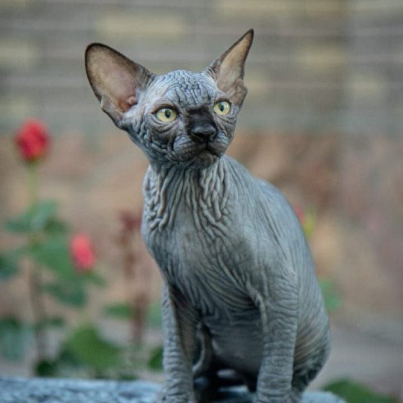 Sphynx A Winston Kitten is in NY Breeding rights available