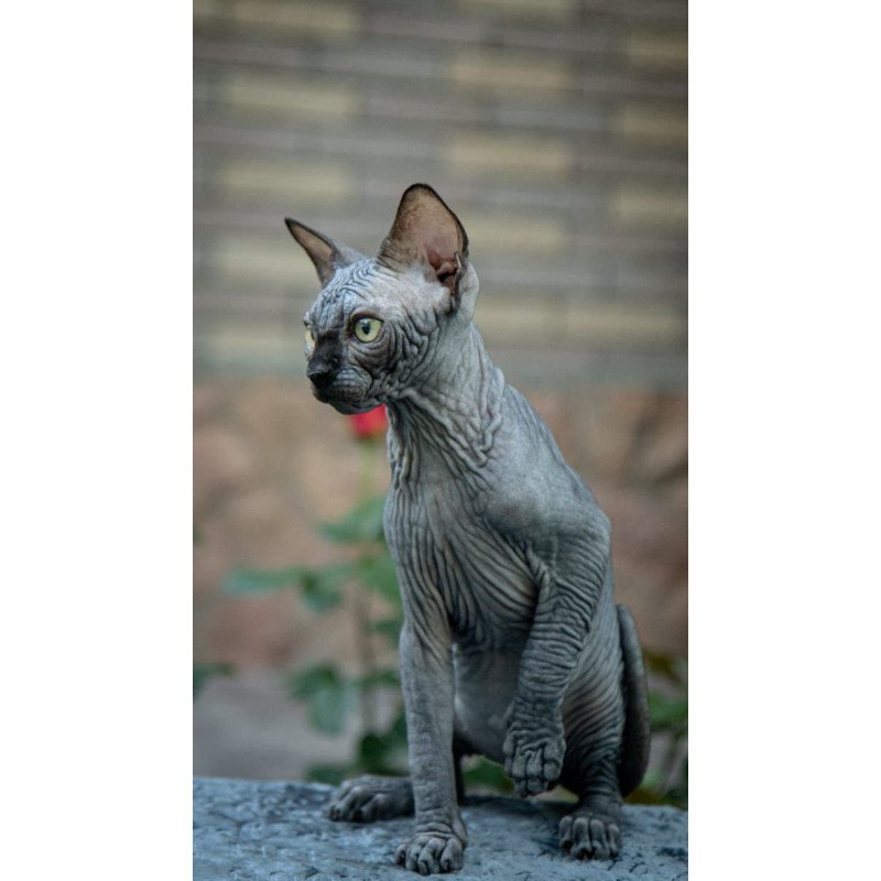 Sphynx A Winston Kitten is in NY Breeding rights available