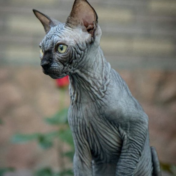 Sphynx A Winston Kitten is in NY Breeding rights available