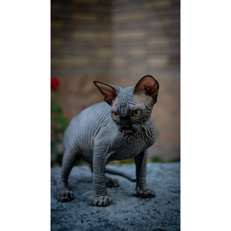 Sphynx A Winston Kitten is in NY Breeding rights available