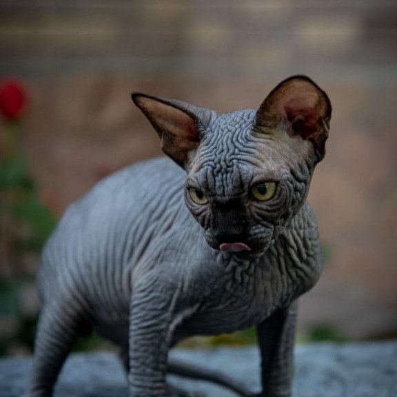Sphynx A Winston Kitten is in NY Breeding rights available
