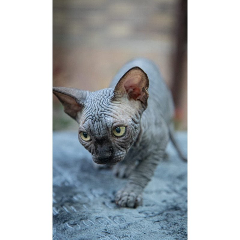 Sphynx A Winston Kitten is in NY Breeding rights available