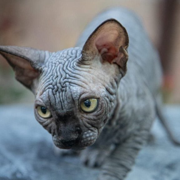 Sphynx A Winston Kitten is in NY Breeding rights available
