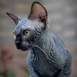 Sphynx A Winston Kitten is...