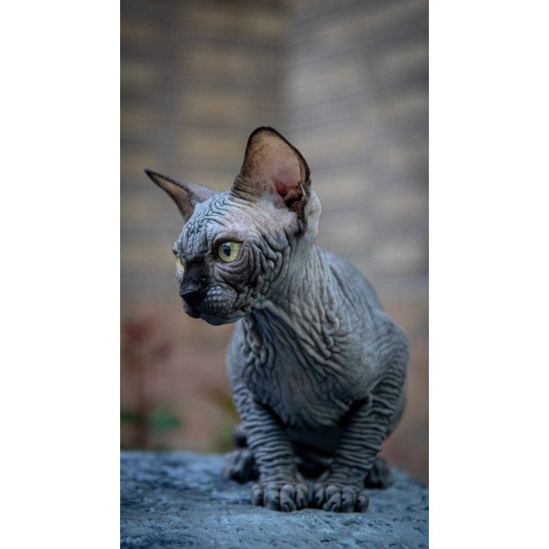 Sphynx A Winston Kitten is in NY Breeding rights available