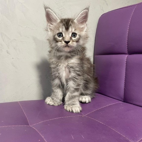 Maine Coon NOV Timur