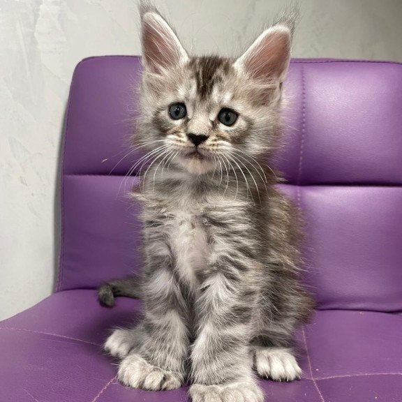 Maine Coon NOV Timur