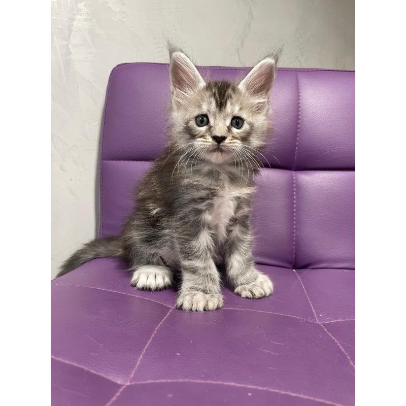 Maine Coon NOV Timur