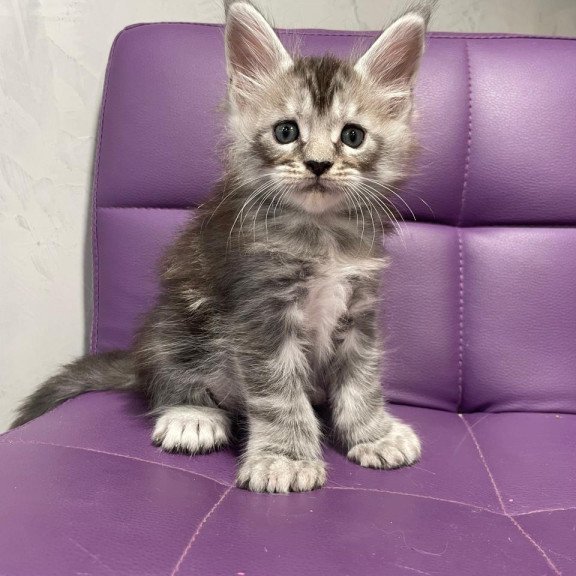 Maine Coon NOV Timur