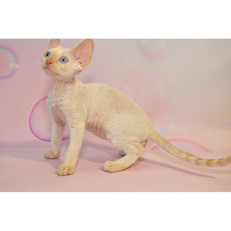 Devon Rex NOV Ace