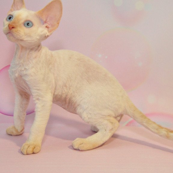 Devon Rex NOV Ace