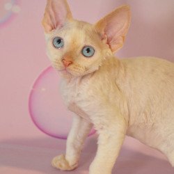 Devon Rex NOV Ace