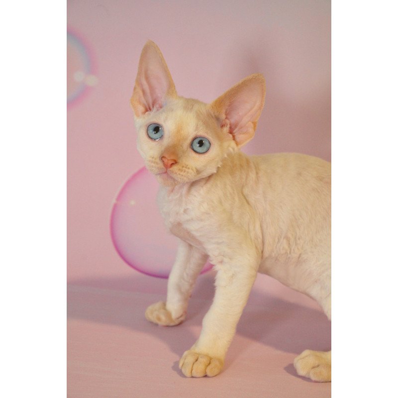 Devon Rex NOV Ace